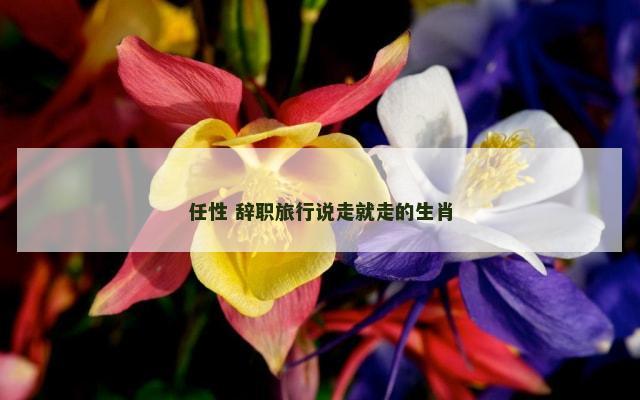 任性 辞职旅行说走就走的生肖