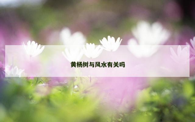 黄杨树与风水有关吗