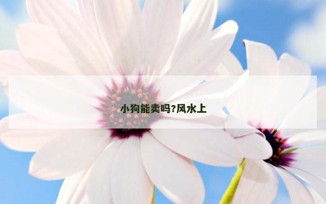 小狗能卖吗?风水上