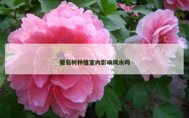 葡萄树种植室内影响风水吗