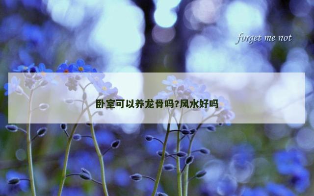 卧室可以养龙骨吗?风水好吗