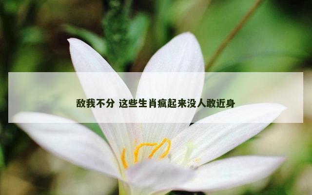 敌我不分 这些生肖疯起来没人敢近身