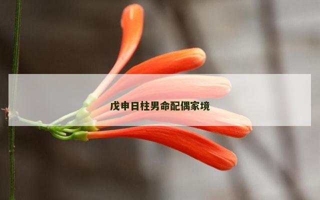 戊申日柱男命配偶家境