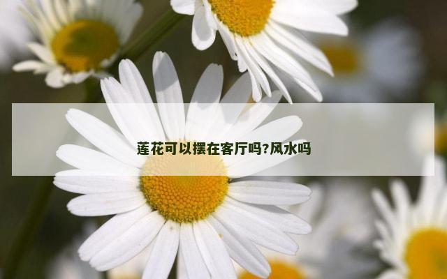莲花可以摆在客厅吗?风水吗