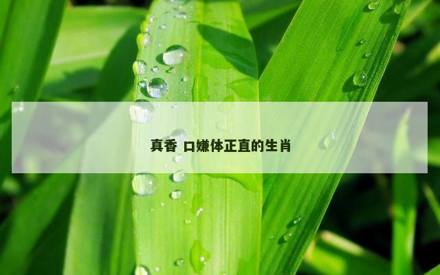 真香 口嫌体正直的生肖