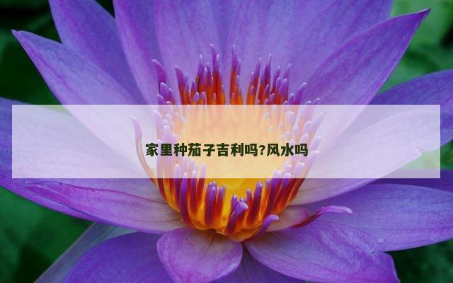 家里种茄子吉利吗?风水吗