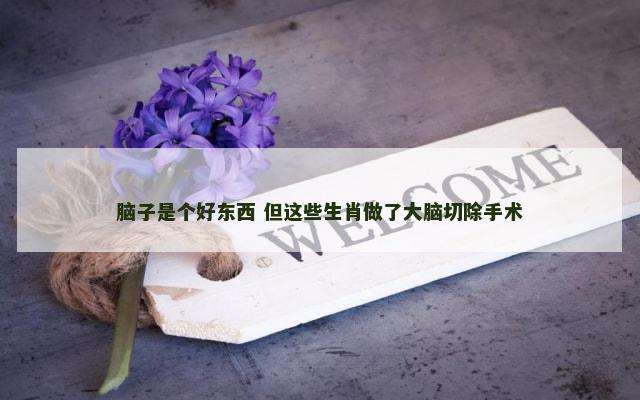 脑子是个好东西 但这些生肖做了大脑切除手术
