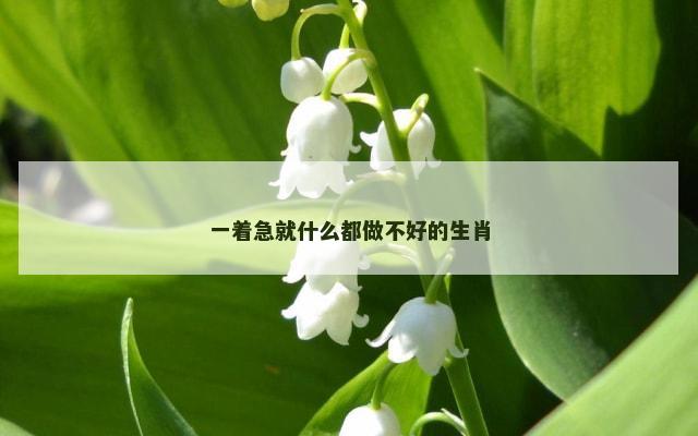 一着急就什么都做不好的生肖