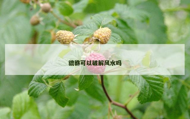 貔貅可以破解风水吗