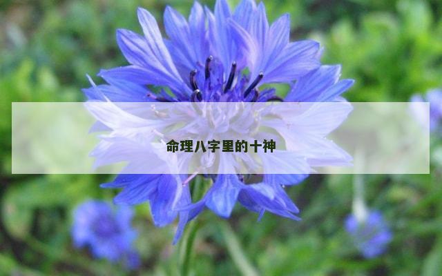 命理八字里的十神