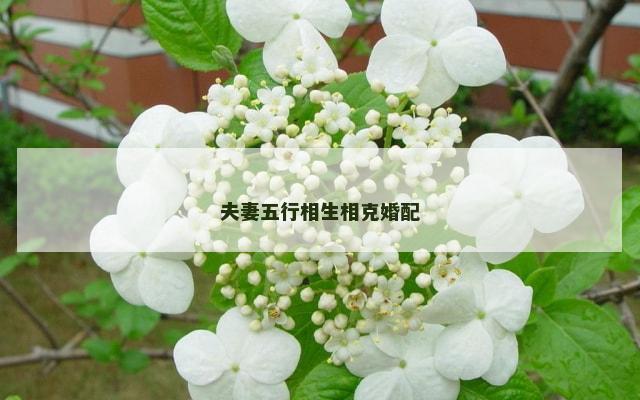 夫妻五行相生相克婚配
