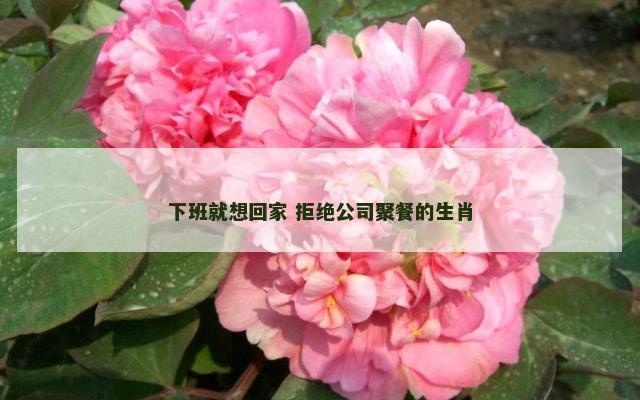 下班就想回家 拒绝公司聚餐的生肖