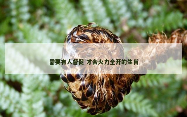 需要有人督促 才会火力全开的生肖