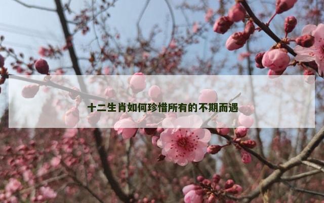 十二生肖如何珍惜所有的不期而遇