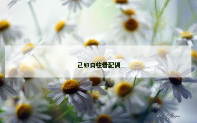 己卯日柱看配偶