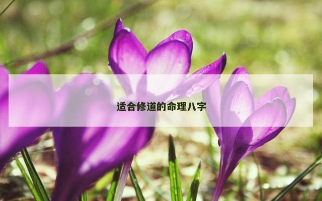 适合修道的命理八字