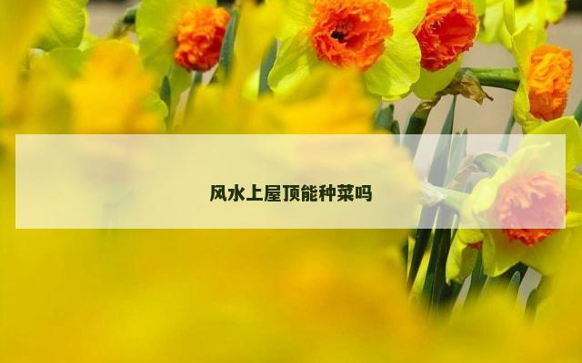 风水上屋顶能种菜吗