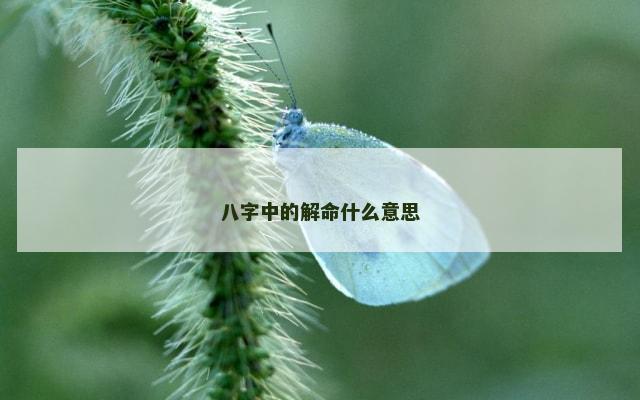 八字中的解命什么意思