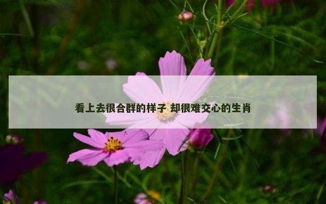 看上去很合群的样子 却很难交心的生肖