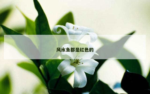 风水鱼都是红色的