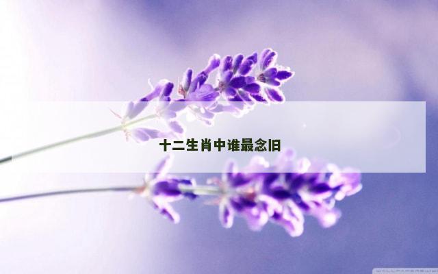 十二生肖中谁最念旧