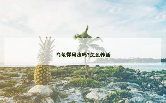 乌龟懂风水吗?怎么养活
