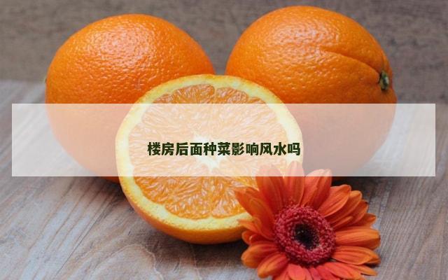 楼房后面种菜影响风水吗