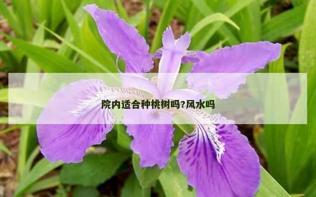 院内适合种桃树吗?风水吗