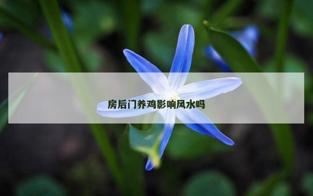房后门养鸡影响风水吗