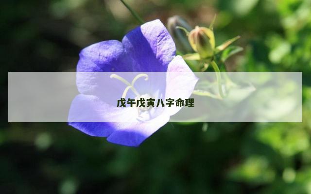 戊午戊寅八字命理