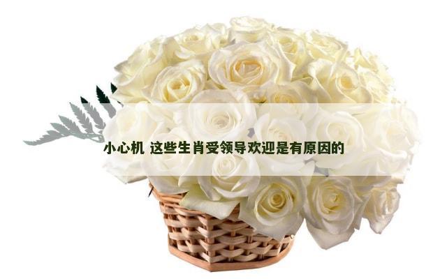小心机 这些生肖受领导欢迎是有原因的