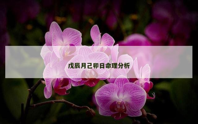 戊辰月己卯日命理分析