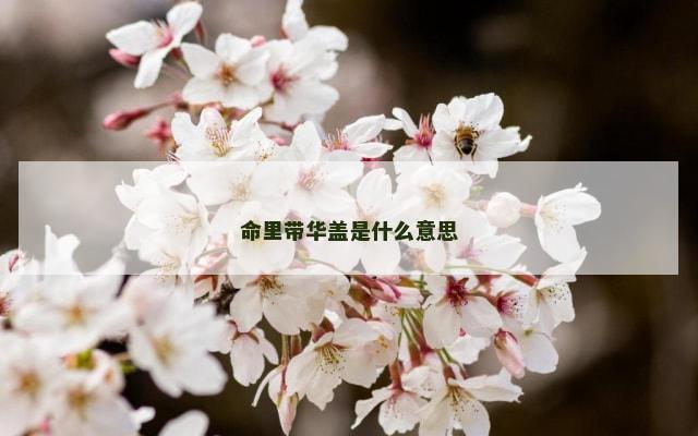 命里带华盖是什么意思
