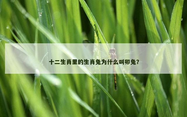 十二生肖里的生肖兔为什么叫卯兔？
