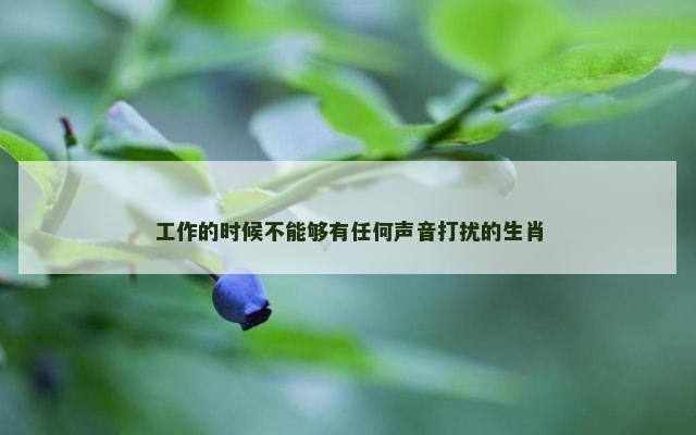 工作的时候不能够有任何声音打扰的生肖