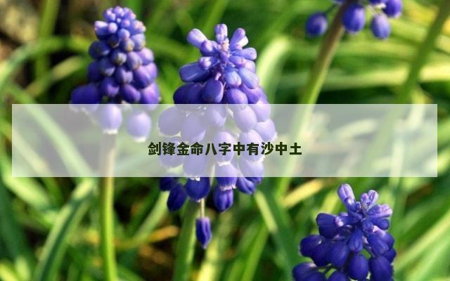剑锋金命八字中有沙中土