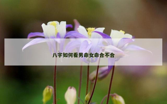八字如何看男命女命合不合