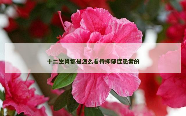 十二生肖都是怎么看待抑郁症患者的