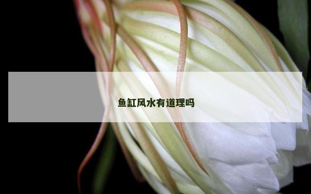 鱼缸风水有道理吗