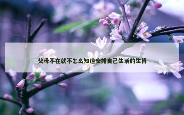 父母不在就不怎么知道安排自己生活的生肖
