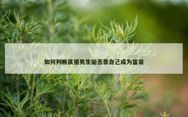 如何判断属猪男生能否靠自己成为富豪
