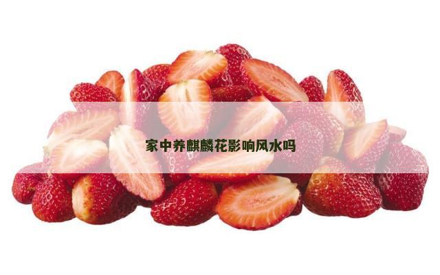 家中养麒麟花影响风水吗