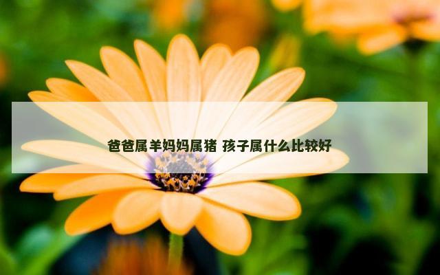 爸爸属羊妈妈属猪 孩子属什么比较好