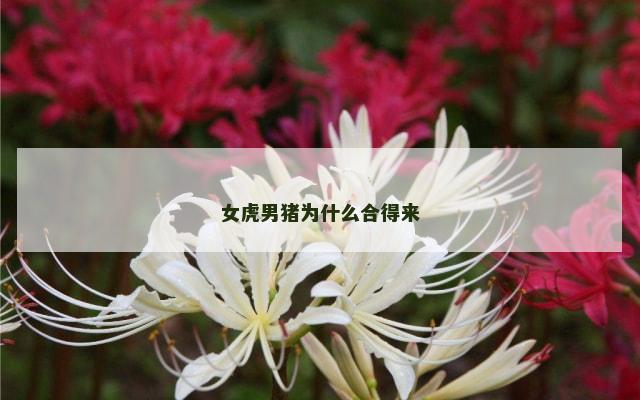 女虎男猪为什么合得来