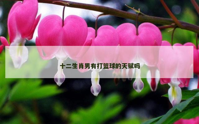 十二生肖男有打篮球的天赋吗