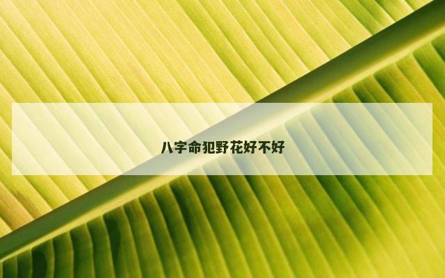 八字命犯野花好不好