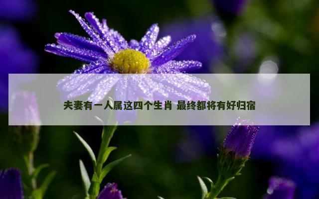 夫妻有一人属这四个生肖 最终都将有好归宿