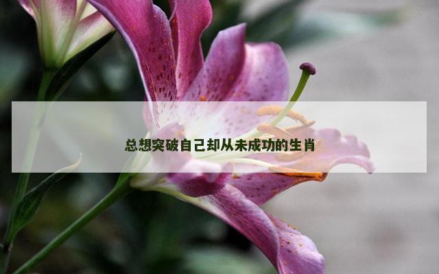 总想突破自己却从未成功的生肖