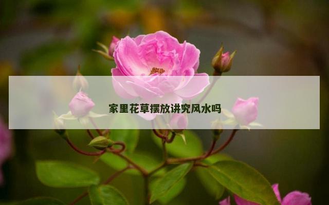 家里花草摆放讲究风水吗