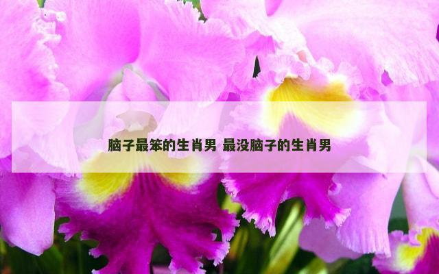 脑子最笨的生肖男 最没脑子的生肖男